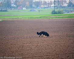 Herbstpruefung_2020_11_01DSC_6510