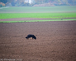 Herbstpruefung_2020_11_01DSC_6520