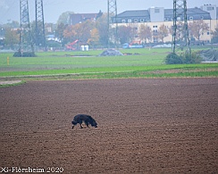 Herbstpruefung_2020_11_01DSC_6521
