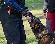 ABC_Trainingswochenende_Oktober_2025_DSC_7309-20251019